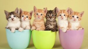 «Ах, как много на свете кошек»